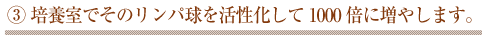 培養室でそのリンパ球を活性化して１０００倍に増やします。