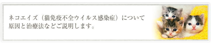 ネコエイズ（ネコ免疫不全ウイルス）について原因と治療法などご説明します。