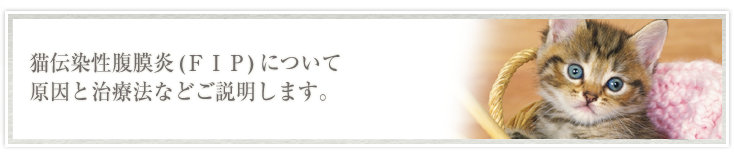 猫伝染性腹膜炎(ＦＩＰ)について原因と治療法などご説明します。