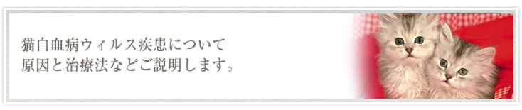 猫白血病ウィルス疾患について原因と治療法などご説明します。