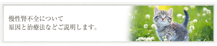 慢性腎不全について原因と治療法などご説明します。