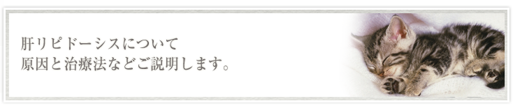 肝リピドーシスについて原因と治療法などご説明します。