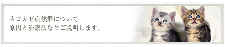 ネコカゼ症候群について原因と治療法などご説明します。