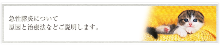 急性膵炎について原因と治療法などご説明します。