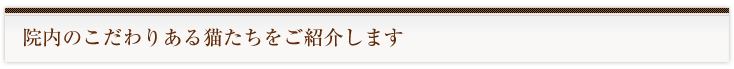 院内のこだわりある猫たちをご紹介します