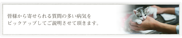 犬・猫の病気について