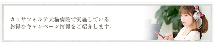 こざわ犬猫病院で実施しているお得なキャンペーン情報をご紹介します。