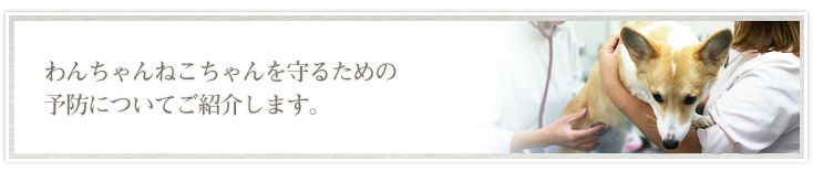 犬・猫の病気について