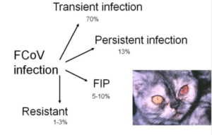 猫FIP　猫伝染性腹膜炎　FIPの発症機序