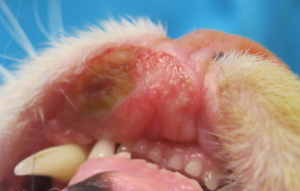 猫の口唇にできた　好酸球性肉芽腫
