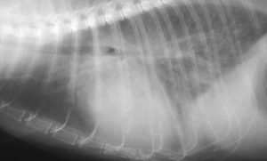 猫の肥大型心筋症と肺水腫　横画像