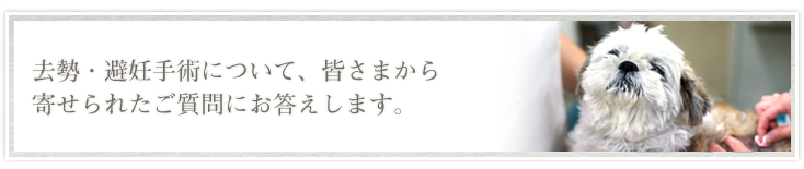 犬・猫の病気について