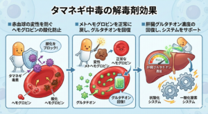 タマネギ中毒　解毒剤の効果