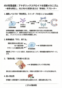 犬の気管虚脱：アナボリックステロイドの深層メカニズム
