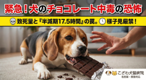 チョコレートを誤食するビーグル犬と制止する飼い主の手。犬のチョコレート中毒の致死量や半減期17.5時間の危険性を警告する、名古屋・こざわ犬猫病院（救急対応）の解説画像