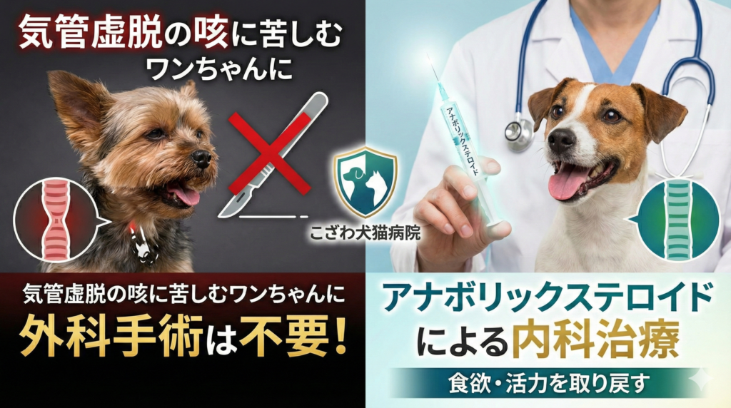 犬の気管虚脱治療における比較図解。「外科手術は不要」と明示し、咳に苦しむ状態から、アナボリックステロイドを用いた内科的アプローチで食欲と活力を取り戻すまでの回復プロセスを可視化。こざわ犬猫病院による専門治療ガイド。