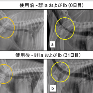 犬の気管虚脱 アナボリックステロイド治癒