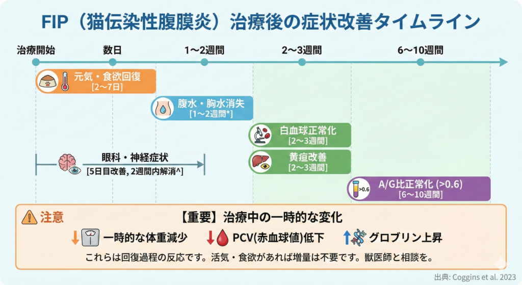 FIP（猫伝染性腹膜炎）治療開始から6〜10週間後までの症状・検査数値の改善タイムラインを示す図。元気・食欲回復（2〜7日）、眼科・神経症状の解消（2週間内）、腹水・胸水の消失（1〜2週間）、白血球と黄疸の改善（2〜3週間）、A/G比の正常化（6〜10週間）の目安を時系列で解説。また、回復過程の注意点として、一時的な体重減少、PCV（赤血球値）低下、グロブリン上昇が起こる可能性についても記載されています。