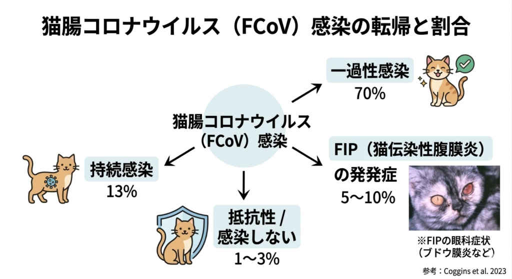 猫腸コロナウイルス（FCoV）感染後の転帰と割合を示す図解。一過性感染で回復する割合が70%、持続感染が13%、FIP（猫伝染性腹膜炎）を発症する割合が5〜10%、抵抗性（感染しない）が1〜3%であることを解説。また、FIPの眼科症状（ブドウ膜炎など）を示す猫の参考写真も含まれています。