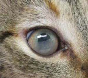 猫FIP　猫伝染性腹膜炎　 ブドウ膜炎