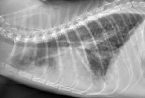 FIP猫伝染性腹膜炎