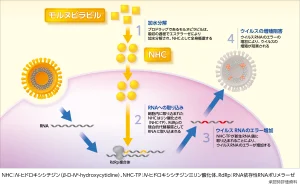 ウイルスでのエラーカタストロフの誘導により抗ウイルス作用を示します。