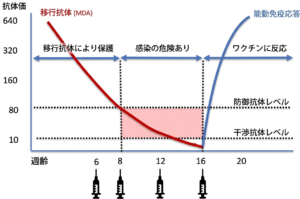 子犬のワクチン接種スケジュールと移行抗体（MDA）の減少、感受性期（空白期間）の関係を示すグラフ