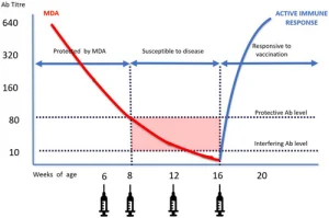 母体由来抗体（MDA）によるワクチン接種の妨害