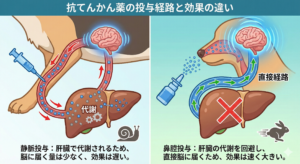 抗てんかん剤　鼻腔投与　代謝経路