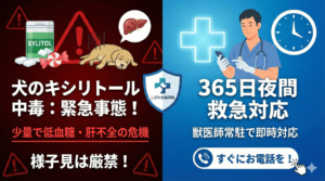 犬のキシリトール中毒による低血糖や肝不全の緊急性を伝えるアイキャッチ。ガムや飴の誤食による危険性と「様子見厳禁」の警告、そして365日夜間も獣医師が常駐して即時対応する、こざわ犬猫病院の救急体制を可視化したSEO特化型画像。