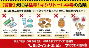 犬のキシリトール中毒の危険性を警告するインフォグラフィック。ガム、歯磨き粉、糖質オフ食品など家の中の危険源と、低血糖・肝不全の症状を解説。名古屋市千種区で犬の誤食・救急対応を行うこざわ犬猫病院の啓発資料。