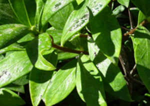 ウィンターダフネ (Daphneodora) は一般的な観賞植物で、その花は冬の庭に広がる強い魅惑的な香りを放ちます。品種によっては、斑入りの葉や各葉の周りに銀色の裏地があり、冬の庭に興味をそそります。しかし、この植物は有毒なので、子供やペットが頻繁に行かない場所に植えるのが最善です。植物のすべての部分が有毒ですが、果実はペットや子供にとって魅力的である可能性が最も高いです。