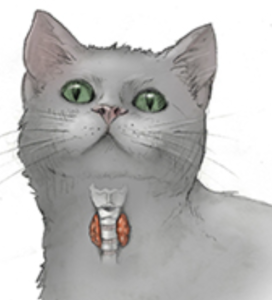 猫の甲状腺機能亢進症｜食べるのに痩せる？症状と治療法を獣医師が解説 
