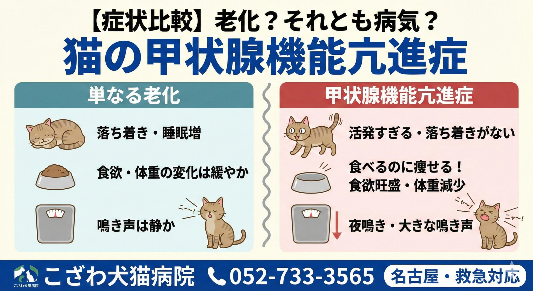猫の甲状腺機能亢進症の症状解説図：加齢による変化との違い（こざわ犬猫病院）