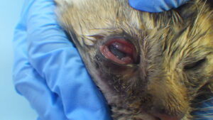 猫かぜ(猫風邪)結膜炎 ガンシクロビル点眼前