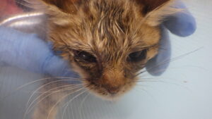 猫かぜの原因 ヘルペスウイルスに効果的な、ガンシクロビル点眼 僅か3時間で結膜炎治癒