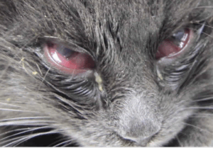 猫のかぜ（猫風邪）　ヘルペスウイルスで結膜が腫れて　膿性の目ヤニがでる