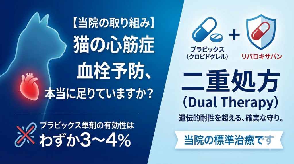 猫の肥大型心筋症 ？症状・治療を獣医師が解説｜こざわ犬猫病院