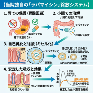 獣医師解説】猫の肥大型心筋症(HCM)の症状・治療と寿命