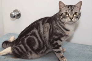 猫の大動脈血栓塞栓症