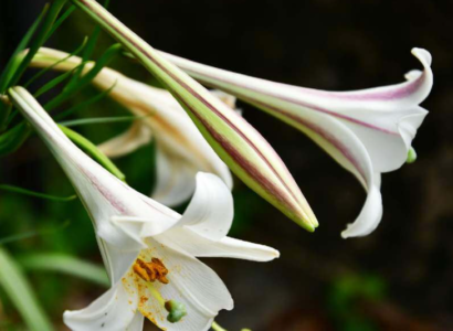 猫はテッポウユリで中毒