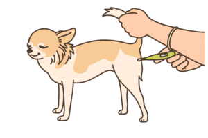 犬の直腸温の測り方