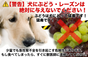 犬のぶどう中毒への注意喚起画像。悲しそうな表情の犬と、赤いバツ印がつけられたぶどうの横に、「犬にぶどう・レーズンは絶対に与えないでください」「少量でも急性腎不全を引き起こす危険性があります」という警告文が記載されています。