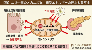 猫のユリ中毒による急性腎不全の発生メカニズム解説図。ユリ毒素がミトコンドリアのエネルギー生成を阻害し、腎臓の近位尿細管細胞や膵腺房細胞を変性・壊死させる過程を専門的に図解。猫専門病院の知見に基づく、こざわ犬猫病院のオリジナル医学資料。