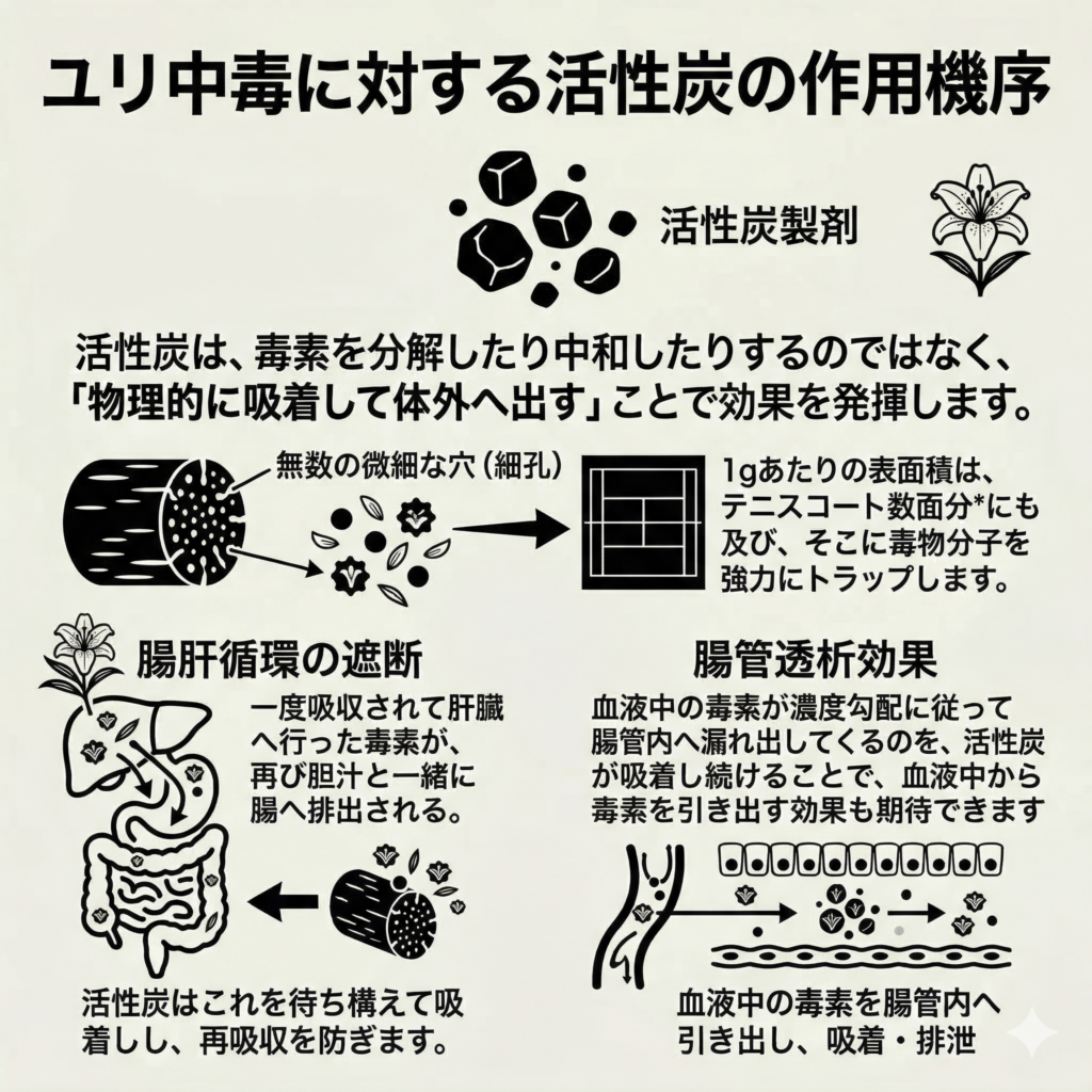 活性炭のユリ中毒解毒作用機序を説明する。ヘッダー: タイトル「ユリ中毒に対する活性炭の作用機序」、活性炭製剤のアイコン。 中央上部: 活性炭が毒素を分解・中和せず、物理的に吸着・排泄する基本説明。毒素分子には小さなユリのアイコン(ユリ毒素)が混ざる。 中央: 活性炭の多孔質断面図とテニスコートの表面積比喩(1gでテニスコート数面分)。莫大な表面積による毒素トラップを強調。 左下: 「腸肝循環の遮断」メカニズムの図解。ユリを摂取した腸、肝臓、活性炭の連携。肝臓へ向かう、および腸へ再排出される毒素(すべてユリ毒素アイコン)を活性炭が待ち構えて吸着し、再吸収を防ぐ様子。 右下: 「腸管透析効果」の図解。血液中のユリ毒素(ユリ毒素アイコン)が濃度勾配に従って腸管内へ漏れ出し、腸管内に留まる活性炭が吸着し続けることで、血液中からさらに毒素を引き出す仕組み。ユリ中毒治療の初期における活性炭の重要性を示す。