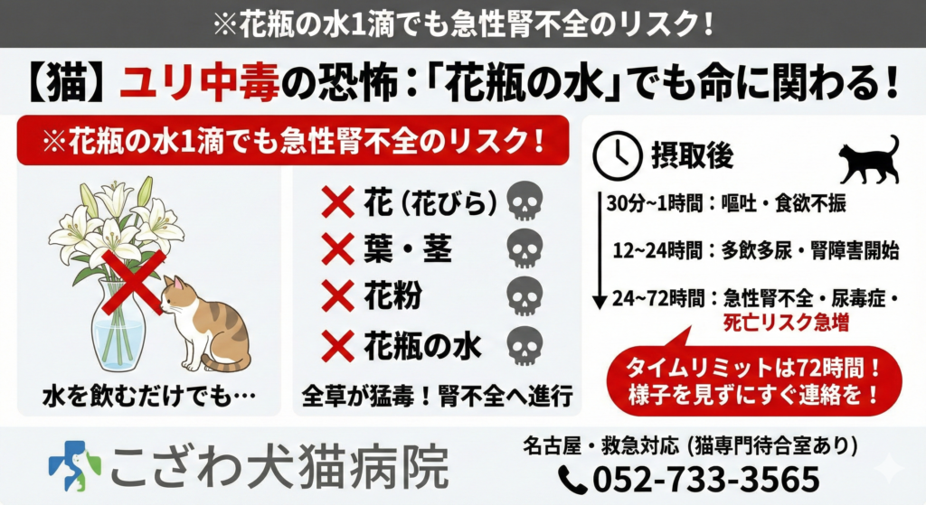 猫のユリ中毒の恐怖と症状の進行をまとめた解説図。花びらや花粉だけでなく「花瓶の水1滴」でも急性腎不全を招く危険性を警告。30分から72時間までの症状変化とタイムリミットを視覚化した、名古屋のこざわ犬猫病院による緊急ガイド。