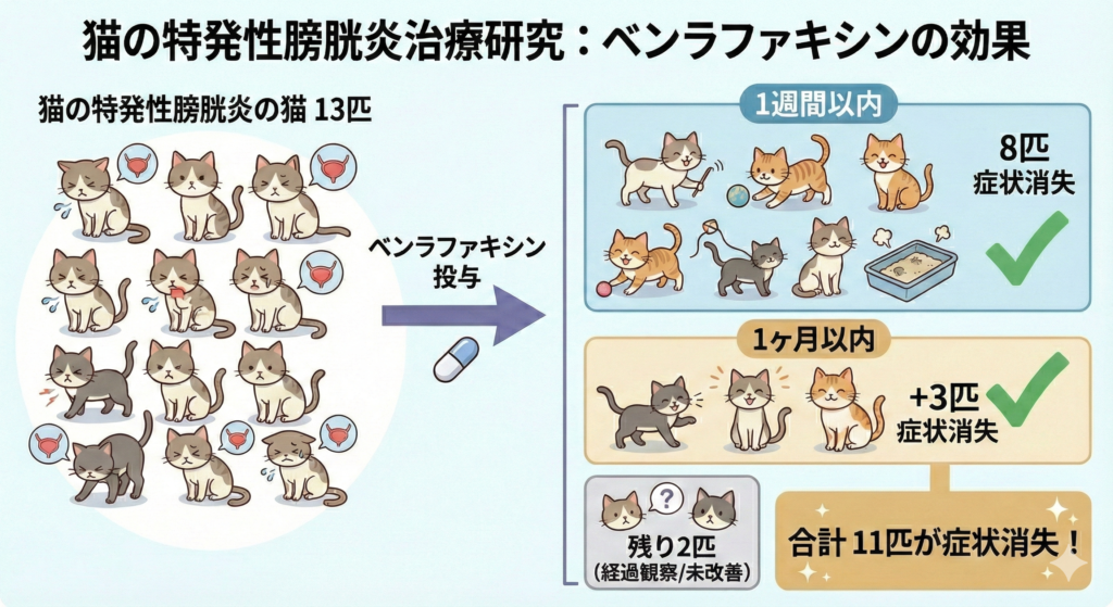 猫の特発性膀胱炎に対するベンラファキシン投与の治療効果を示す図解。研究対象13匹中11匹（約85％）で症状が消失。8匹が1週間以内、追加で3匹が1ヶ月以内に改善したという臨床研究データをまとめています。