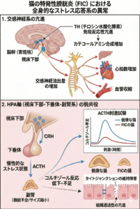 猫の特発性膀胱炎　原因：ストレス応答異常