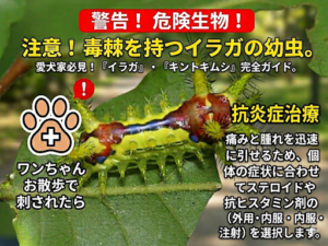 犬の散歩中に注意すべき危険生物「イラガの幼虫」と、刺された場合の抗炎症治療について解説した注意喚起画像