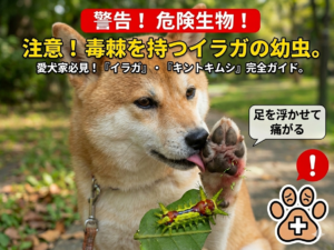 お散歩中に危険生物「イラガ(キントキムシ)」に刺され、足を浮かせて痛がる犬の注意喚起画像